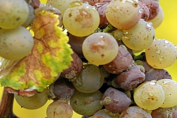 wirkt sich auf Beeren aus 