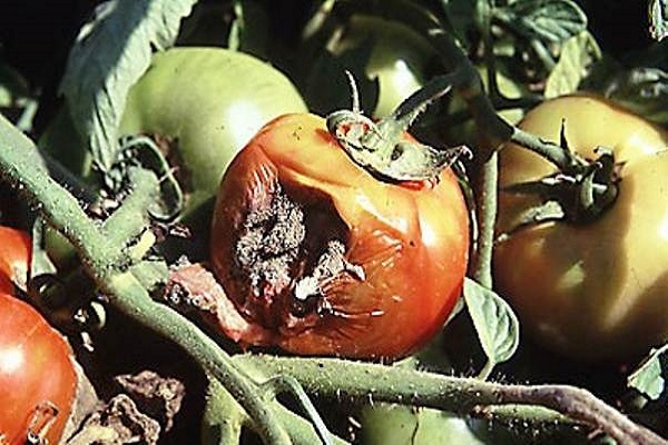 poškozená rajčata
