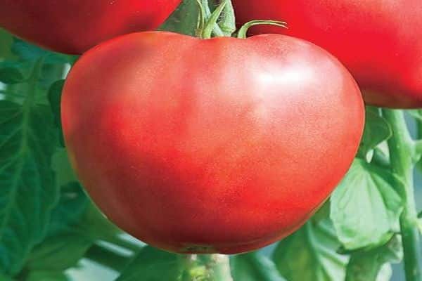 Tomatensorte Herz