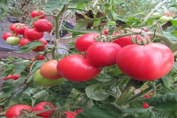 ripe tomatoes