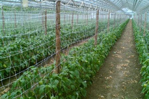 net para sa mga pipino sa greenhouse