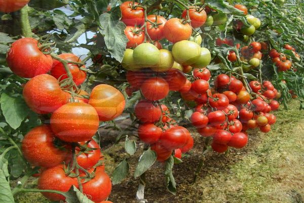 tomatoes in the ground