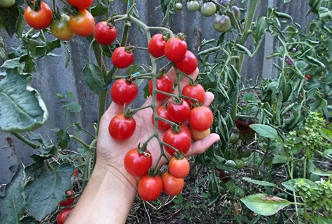 rajče Naughty v zahradě
