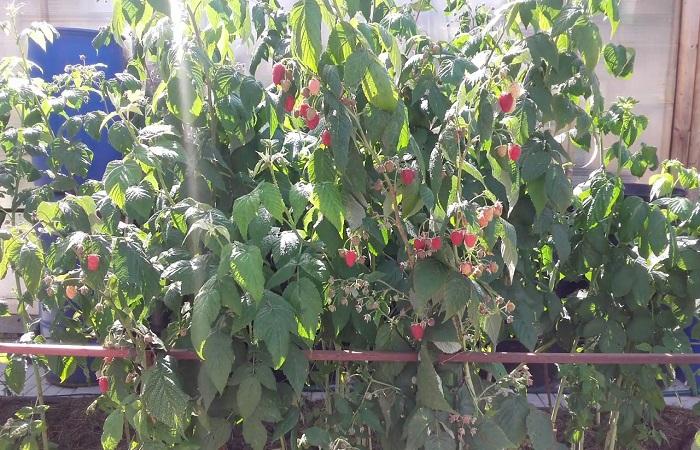 Himbeeren wachsen 