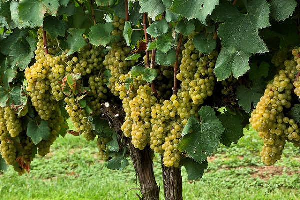 grozdje chardonnay