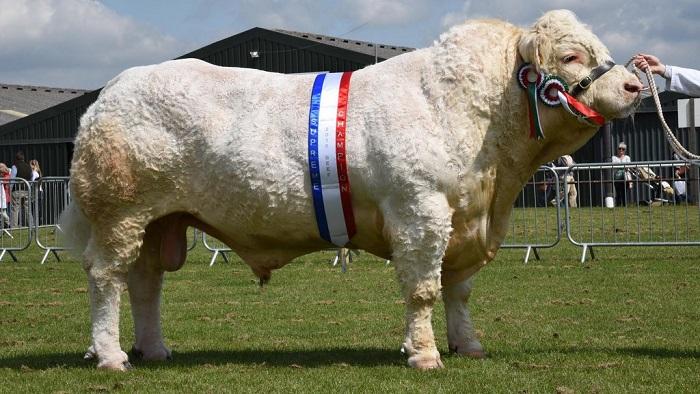 Charolais fajta