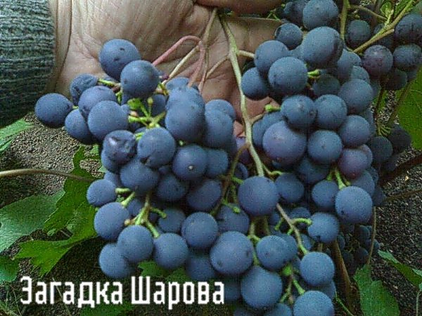 Шаров загонетка грожђе