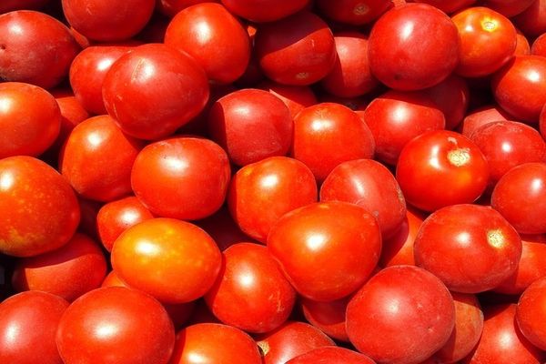 hodně rajčat