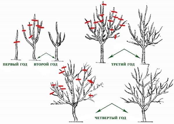 Apfelbaum beschneiden