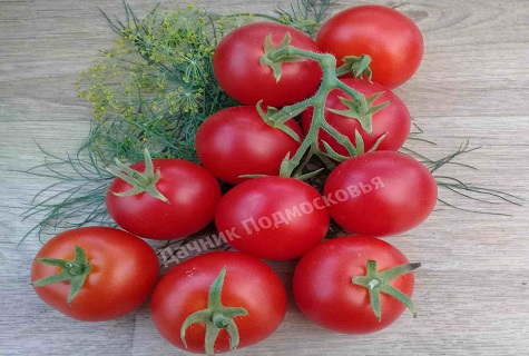 langlebige Tomate 