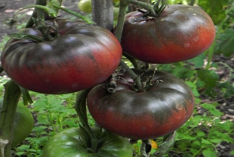 black tomatoes