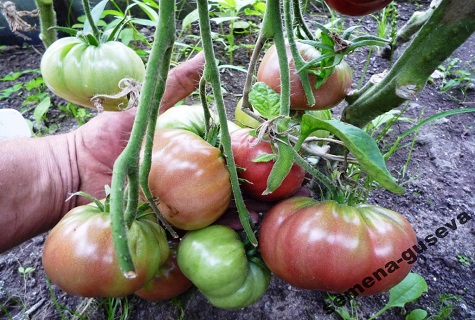 hybrid tomatoes 