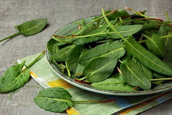 grass leaves 