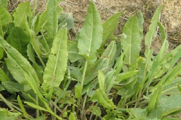 leaf crop