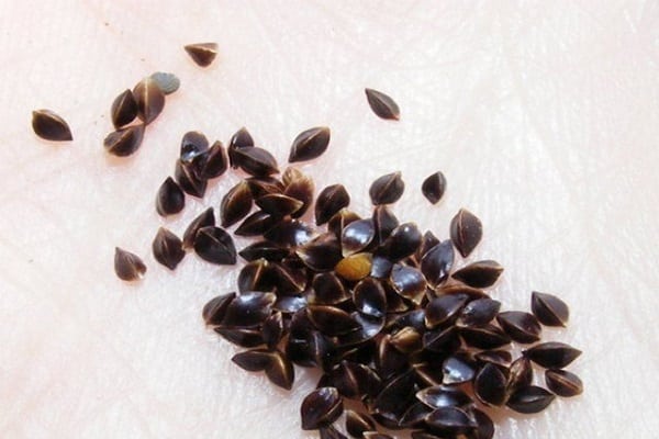 black seeds 