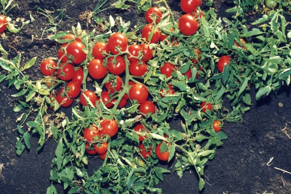 Eierstocktomaten