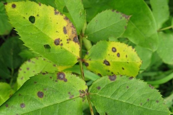 taches sur les feuilles 