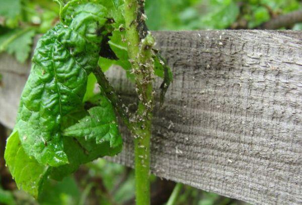 pests on currants