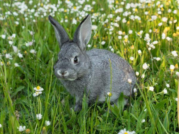 thỏ chinchilla