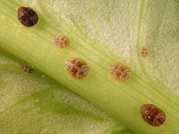 Scale insect on lemon