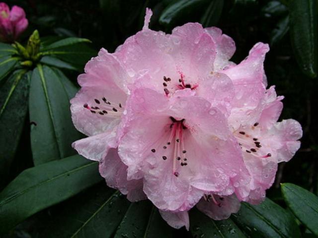 Rododendron Schlippenbach