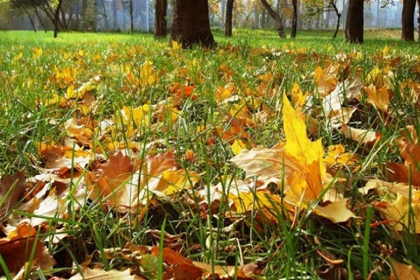 loosening the soil