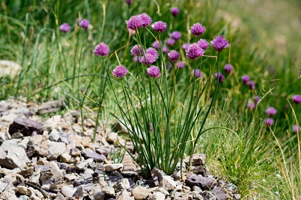 speed with seeds