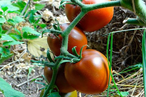 Tomaten auf einem Zweig