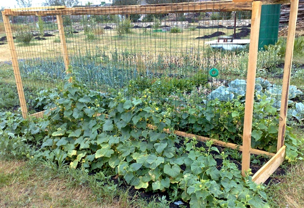 zelfgemaakte latwerk voor de moestuin 