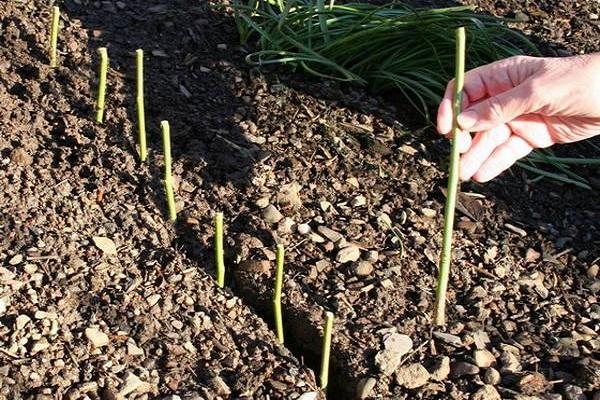 zaailingen planten 