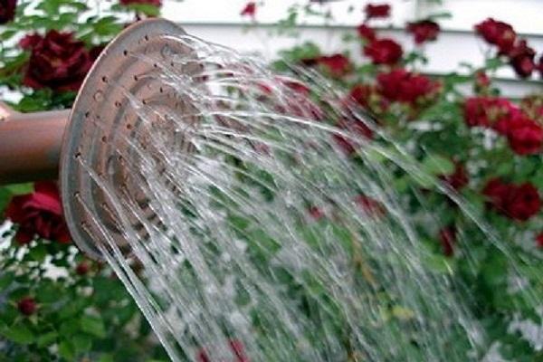 watering from a watering can 