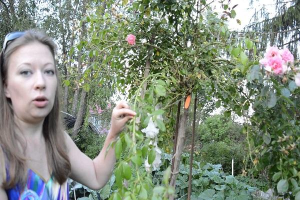 girl with a rose 