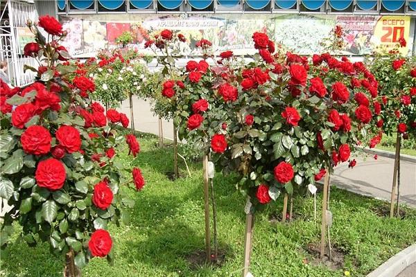 garden flowers 