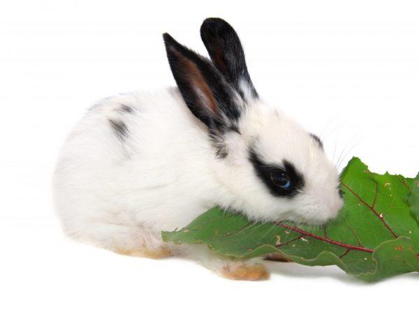 Zuckerrüben für Kaninchen