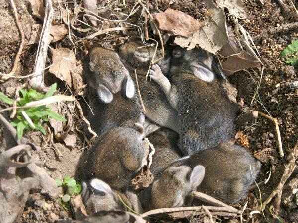 viele Kaninchen