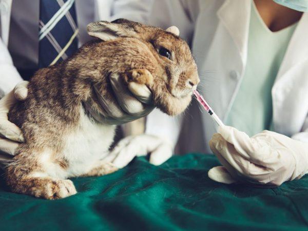 lék pro králíka