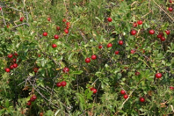 Subbotinskaya Bush