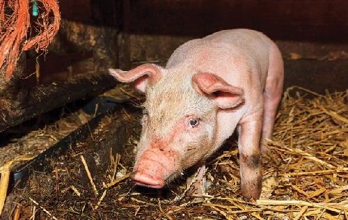 Das Schwein kann nicht aufstehen