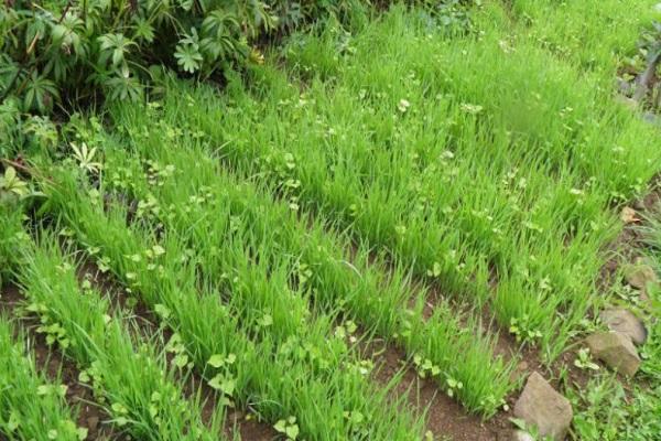  výhody zeleného hnojení