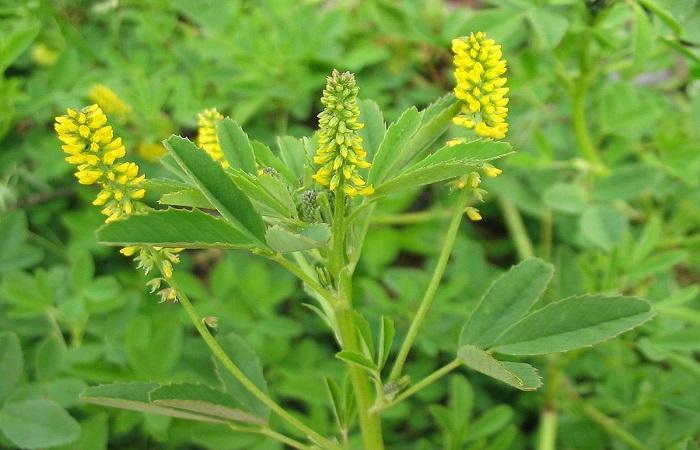 Sweet clover is growing 