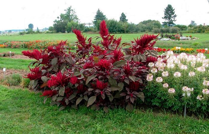 Amaranth in the country 