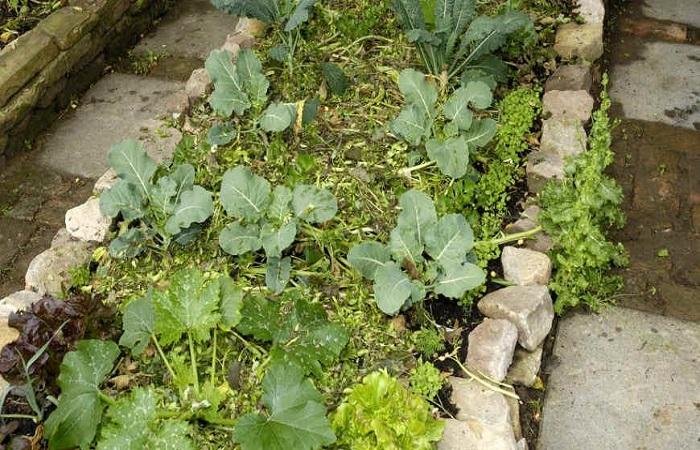 cabbage under green manure 