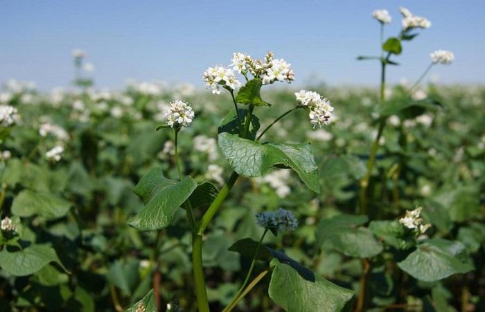 Buckwheat