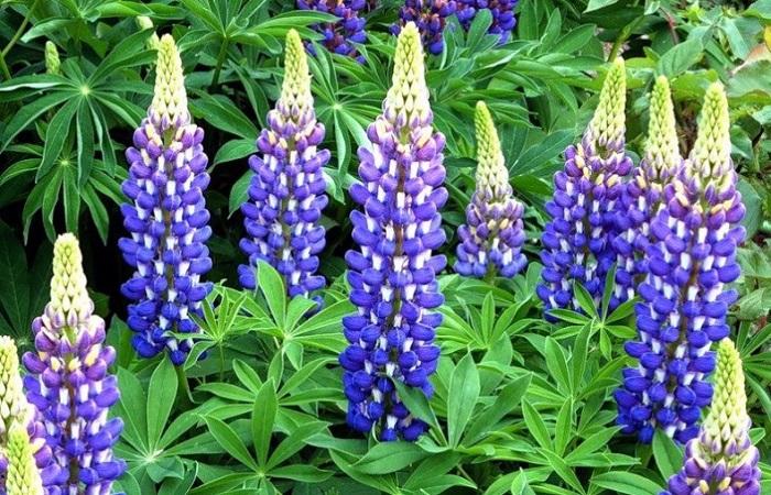 helle Lupine 