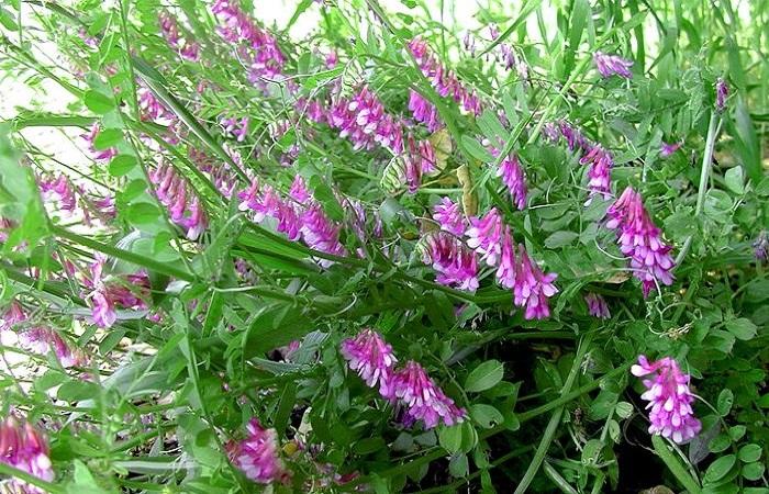 vetch green manure 