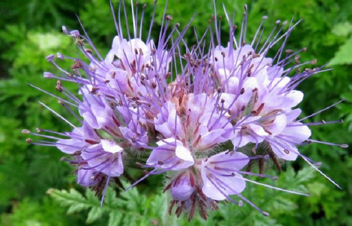 phacelia blooming 