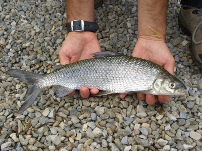 pescado blanco