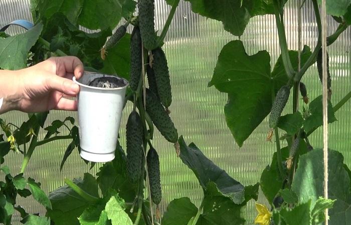 small cucumbers 