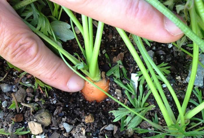 carrot fruit 