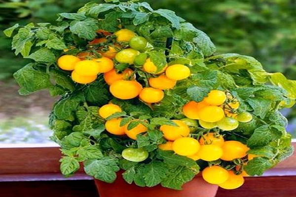 balcony tomatoes